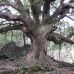 Sul versante orientale, ai piedi della Valle del bove, l'elce del Carrino è un altro gigante millenario.