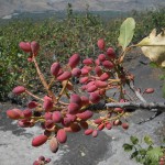 Il pistacchio, ricchezza di Bronte