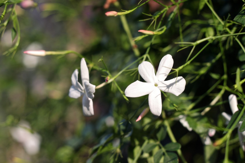 Il gelsomino siciliano decora i giardini e si usa nell'industria profumiera