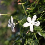 Il gelsomino siciliano decora i giardini e si usa nell'industria profumiera