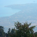 Abies cefalonica, sullo sfondo la costa di Lixouri