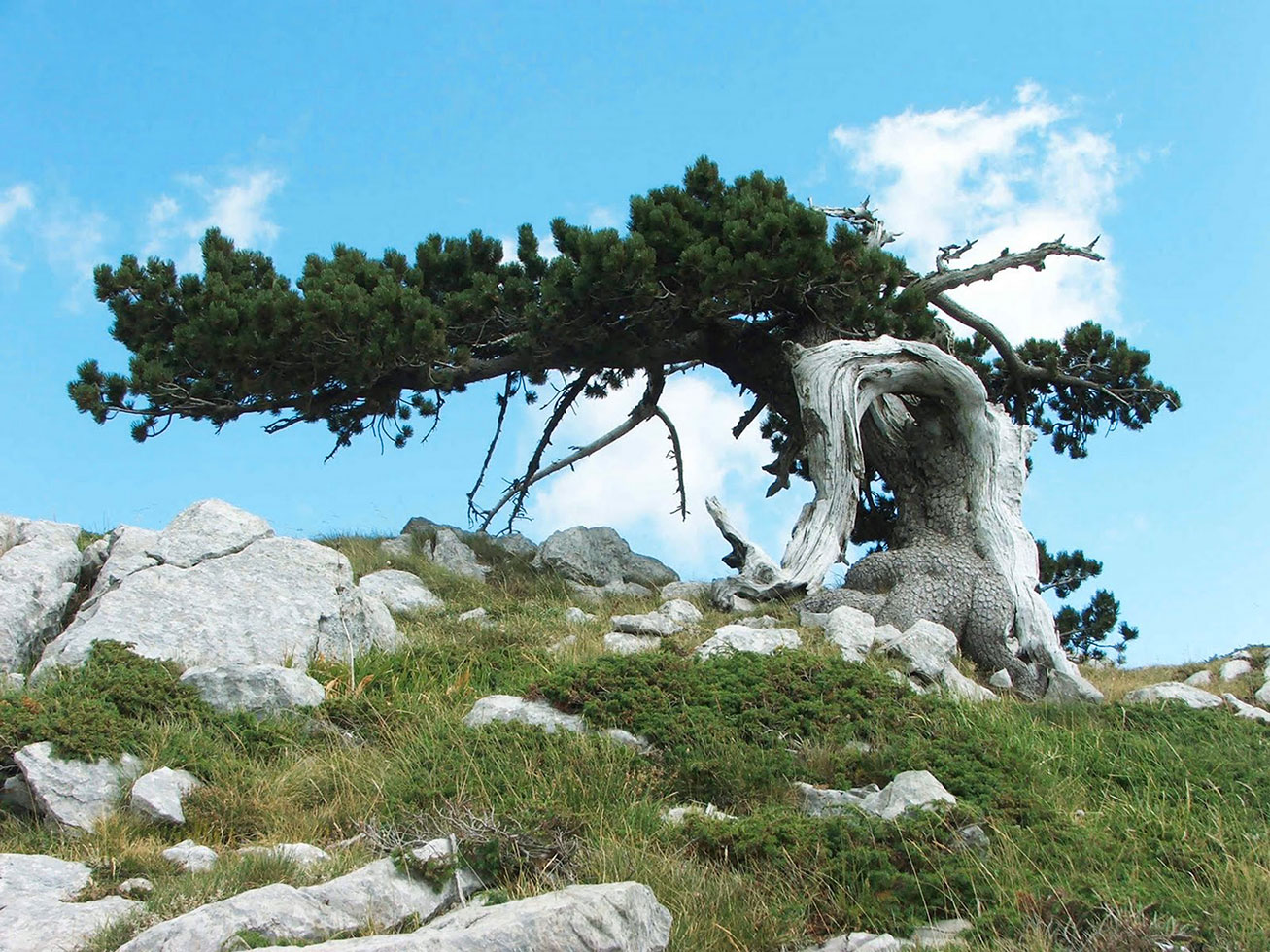 Pino loricato nel massiccio del Pollino