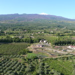 Ulivi e vigne a Randazzo, alle pendici del Vulcano