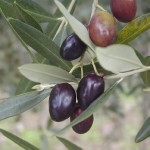 Ulivo