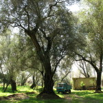 Ulivo secolare piana Gioia