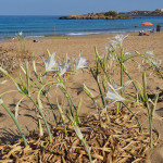 creta gigli di mare