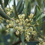ulivo fiori