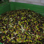 ulivo frutti al frantoio