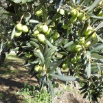 ulivo ramo frutti