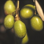 ulivo varietà frantoio