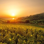 Luce dell'alba sui vigneti di Cirò