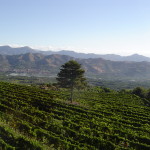 vigneti nell'area di Mascali