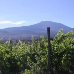 impianti di vite nerello mascalese sull'Etna