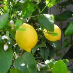 agr limone