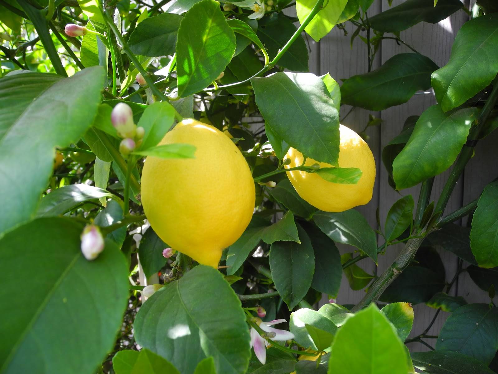 Risultati immagini per immagini foglie di limone